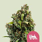 Candy Kush Express Fast Fem -Royal Queen (X100/X10/X3/X1) - Miniatura 2