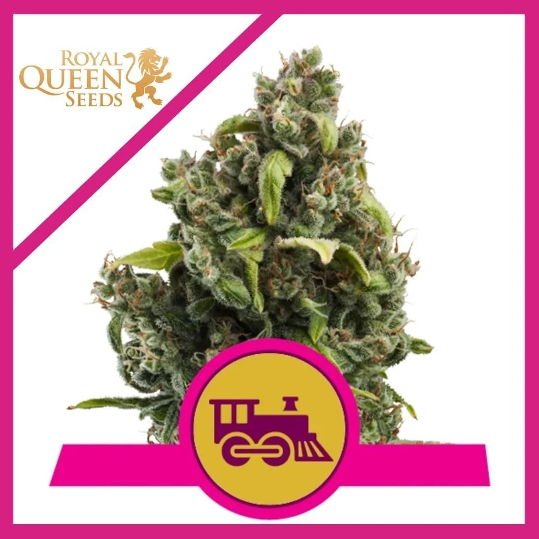 Candy Kush Express Fast Fem -Royal Queen (X100/X10/X3/X1) 4