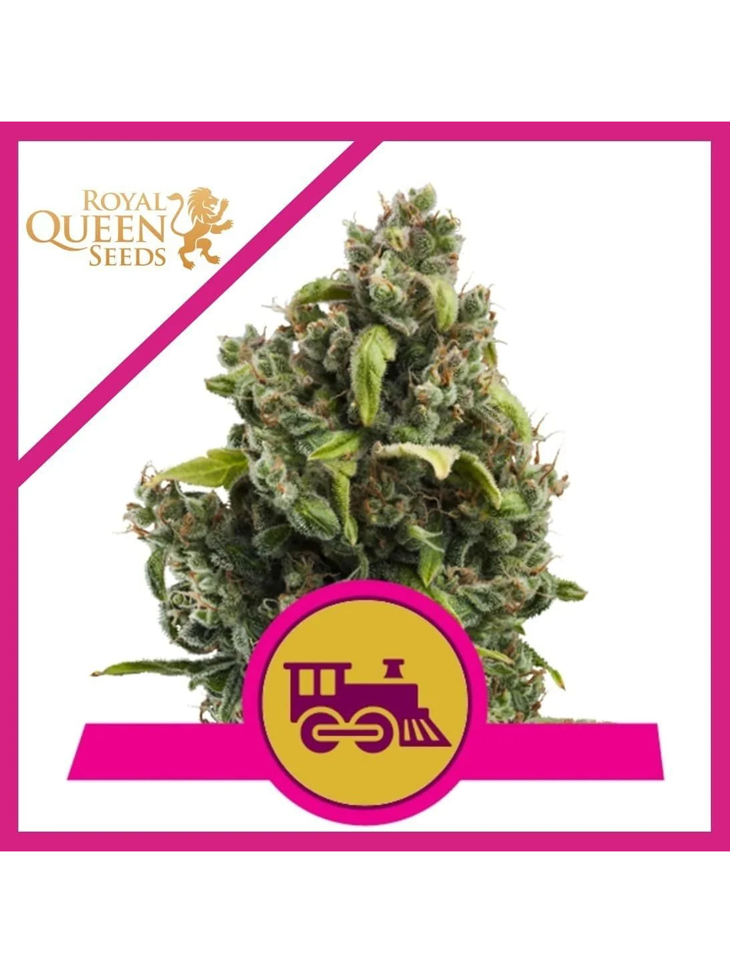 Candy Kush Express Fast Fem -Royal Queen (X100/X10/X3/X1) 4