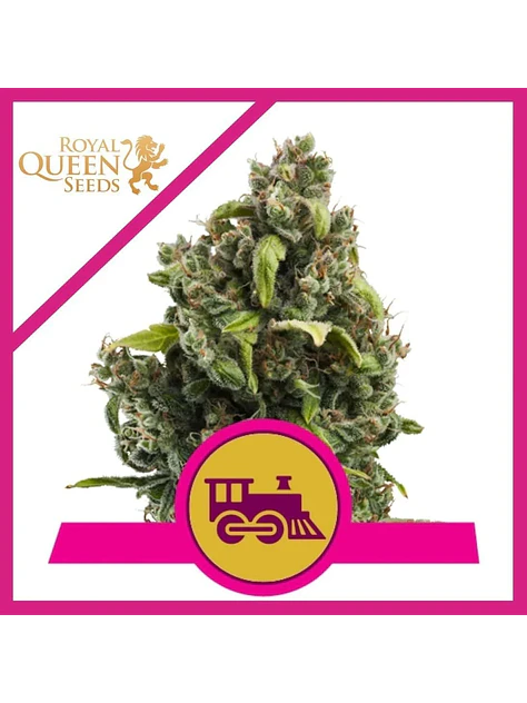 Candy Kush Express Fast Fem -Royal Queen (X100/X10/X3/X1) 4