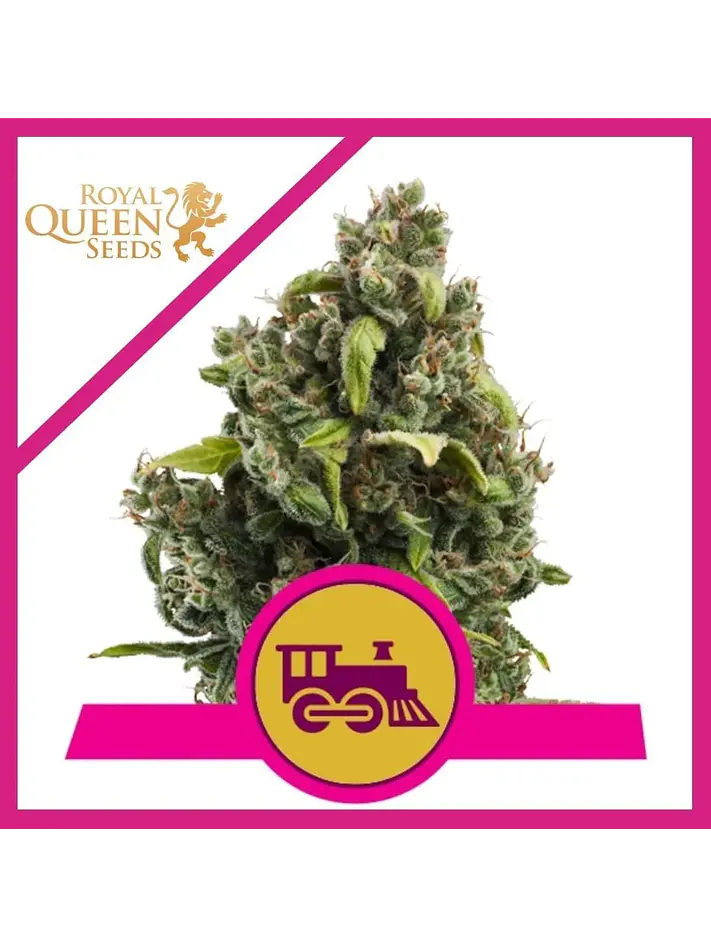 Candy Kush Express Fast Fem -Royal Queen (X100/X10/X3/X1) 4
