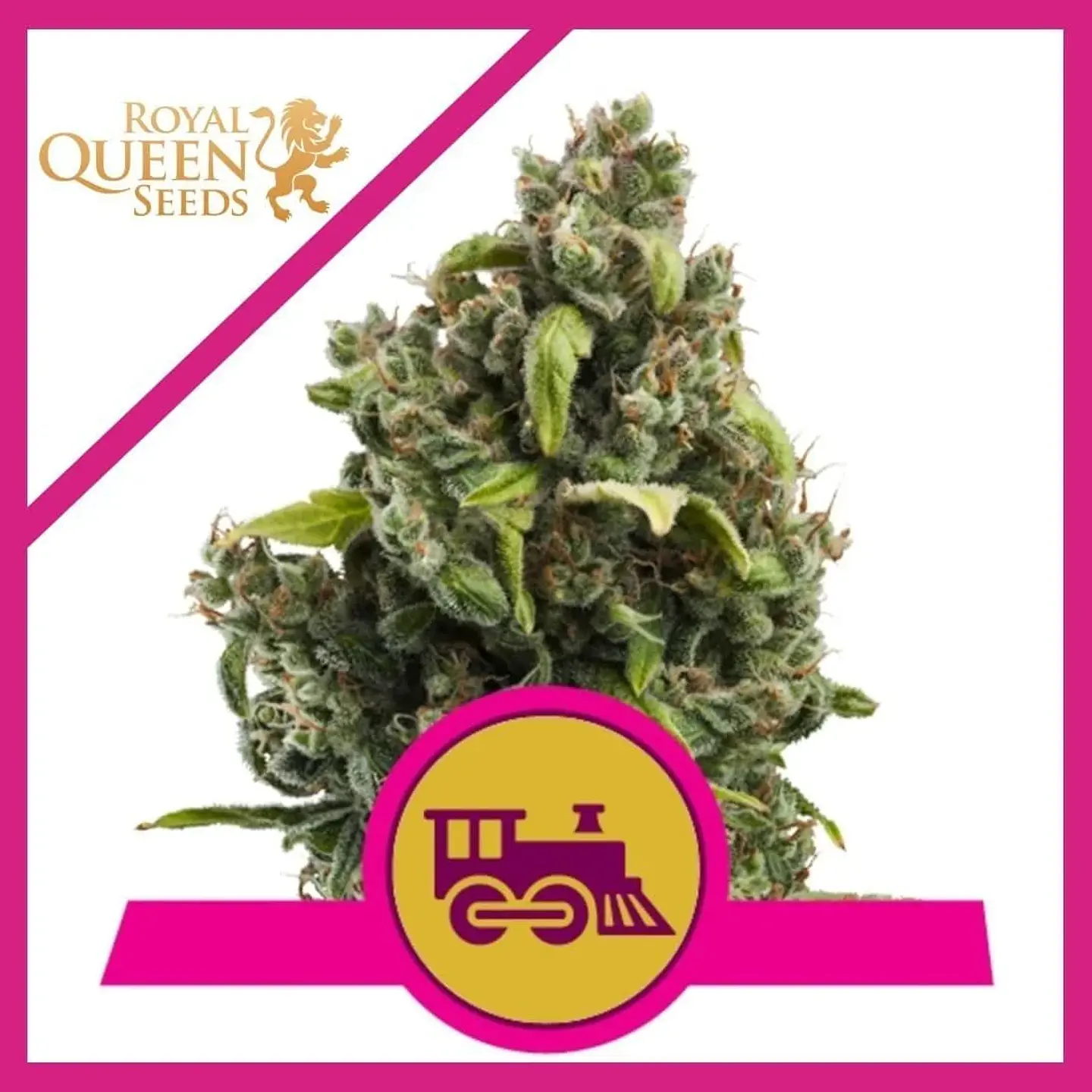 Candy Kush Express Fast Fem -Royal Queen (X100/X10/X3/X1) 4