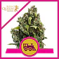 Candy Kush Express Fast Fem -Royal Queen (X100/X10/X3/X1) - Miniatura 4