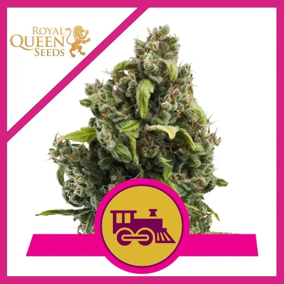 Candy Kush Express Fast Fem -Royal Queen (X100/X10/X3/X1) 4