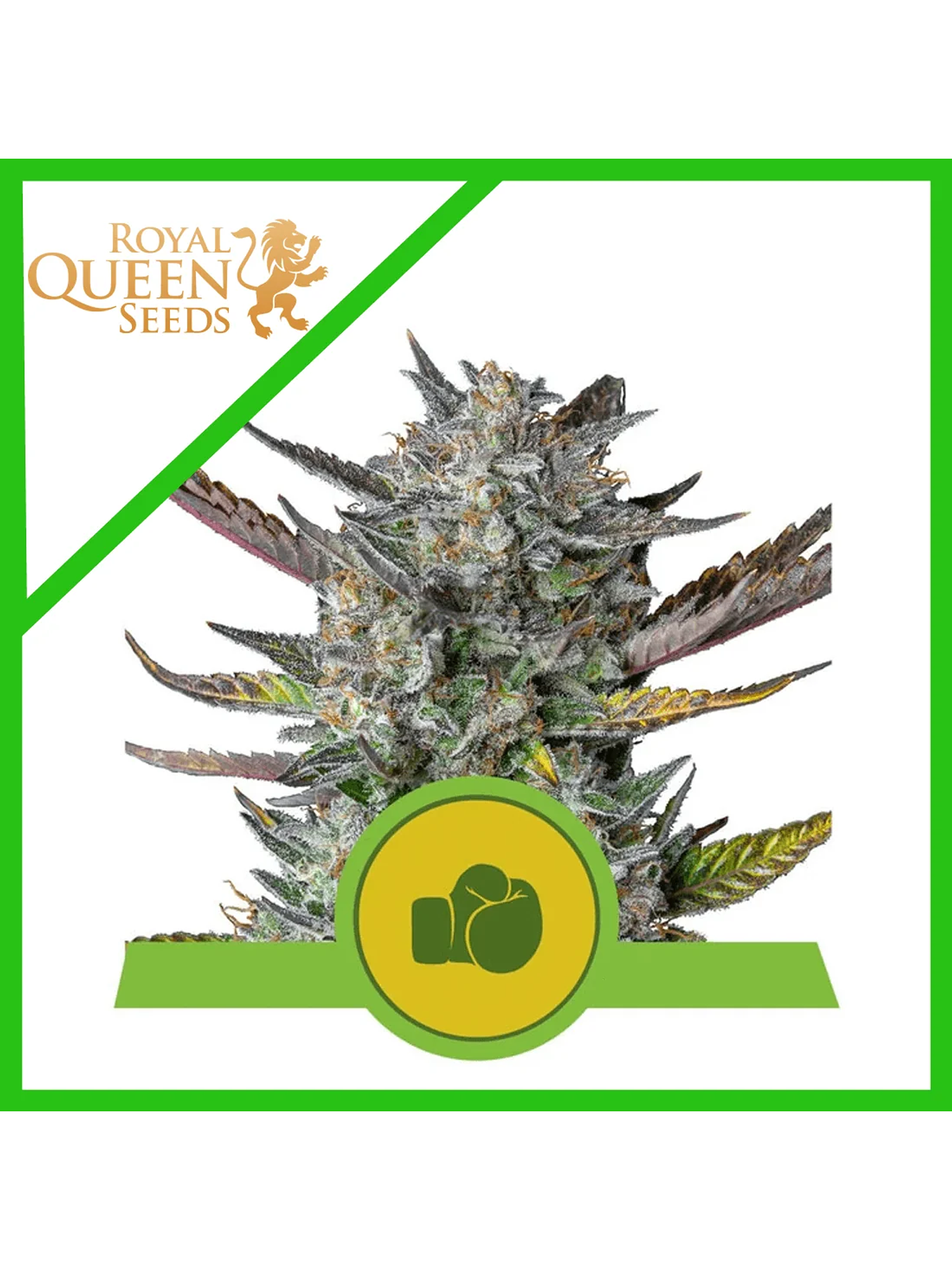 Purple Punch Usa Premium Auto -Royal Queen (X10/X3/X1) 1