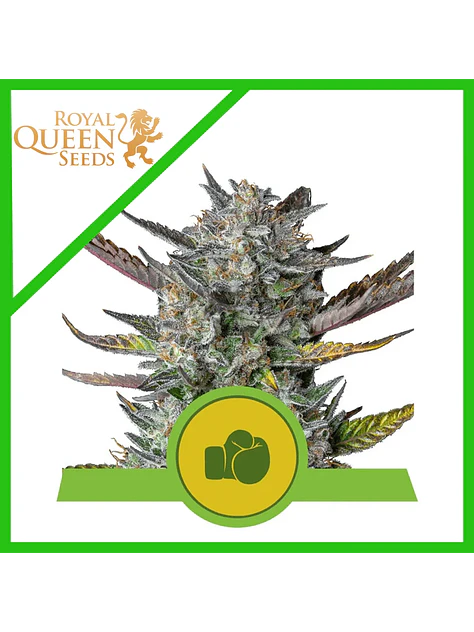 Purple Punch Usa Premium Auto -Royal Queen (X10/X3/X1) 1