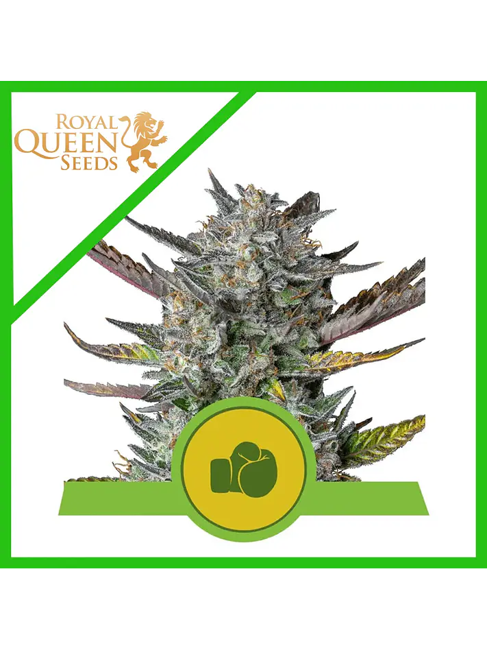 Purple Punch Usa Premium Auto -Royal Queen (X10/X3/X1) 1