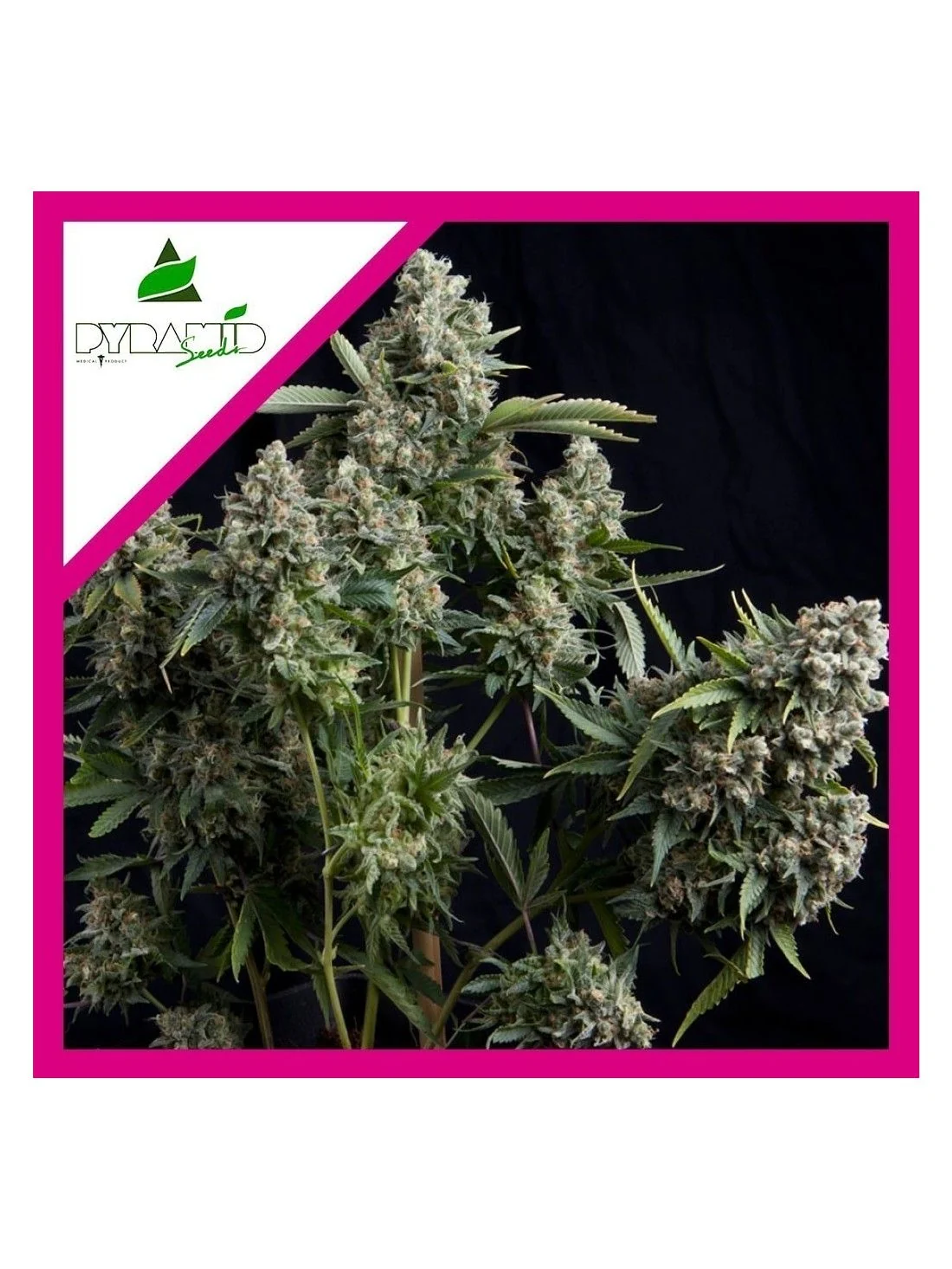 Tutankhamon Fem -Pyramid Seeds (X3+1/X3/X1) 2