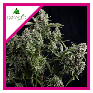 Tutankhamon Fem -Pyramid Seeds (X3+1/X1)