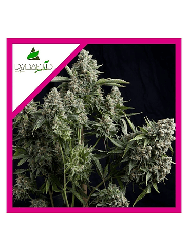 Tutankhamon Fem -Pyramid Seeds (X3+1/X1) 2