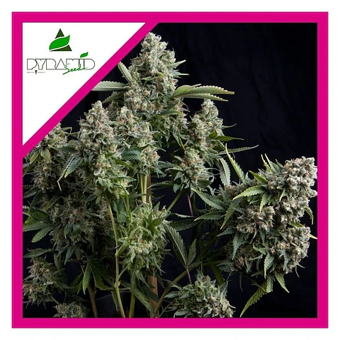 Tutankhamon Fem -Pyramid Seeds (X3+1/X3/X1)
