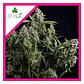 Tutankhamon Fem -Pyramid Seeds (X3+1/X3/X1) - Miniatura 2