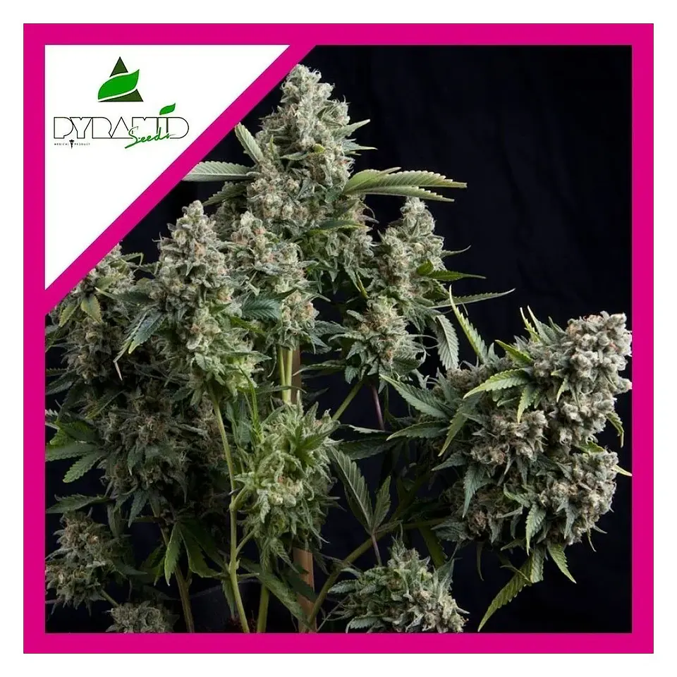 Tutankhamon Fem -Pyramid Seeds (X3+1/X3/X1) 2