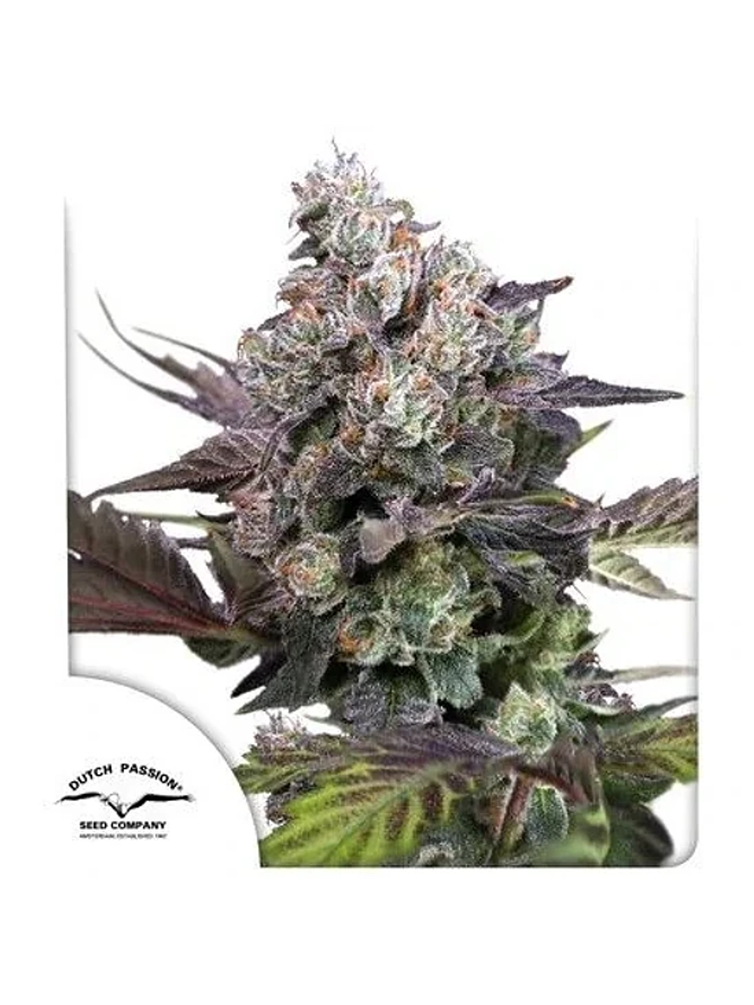 Candy Bubatz Xl Fem -Dutch Passion (X3/X3+1) 2