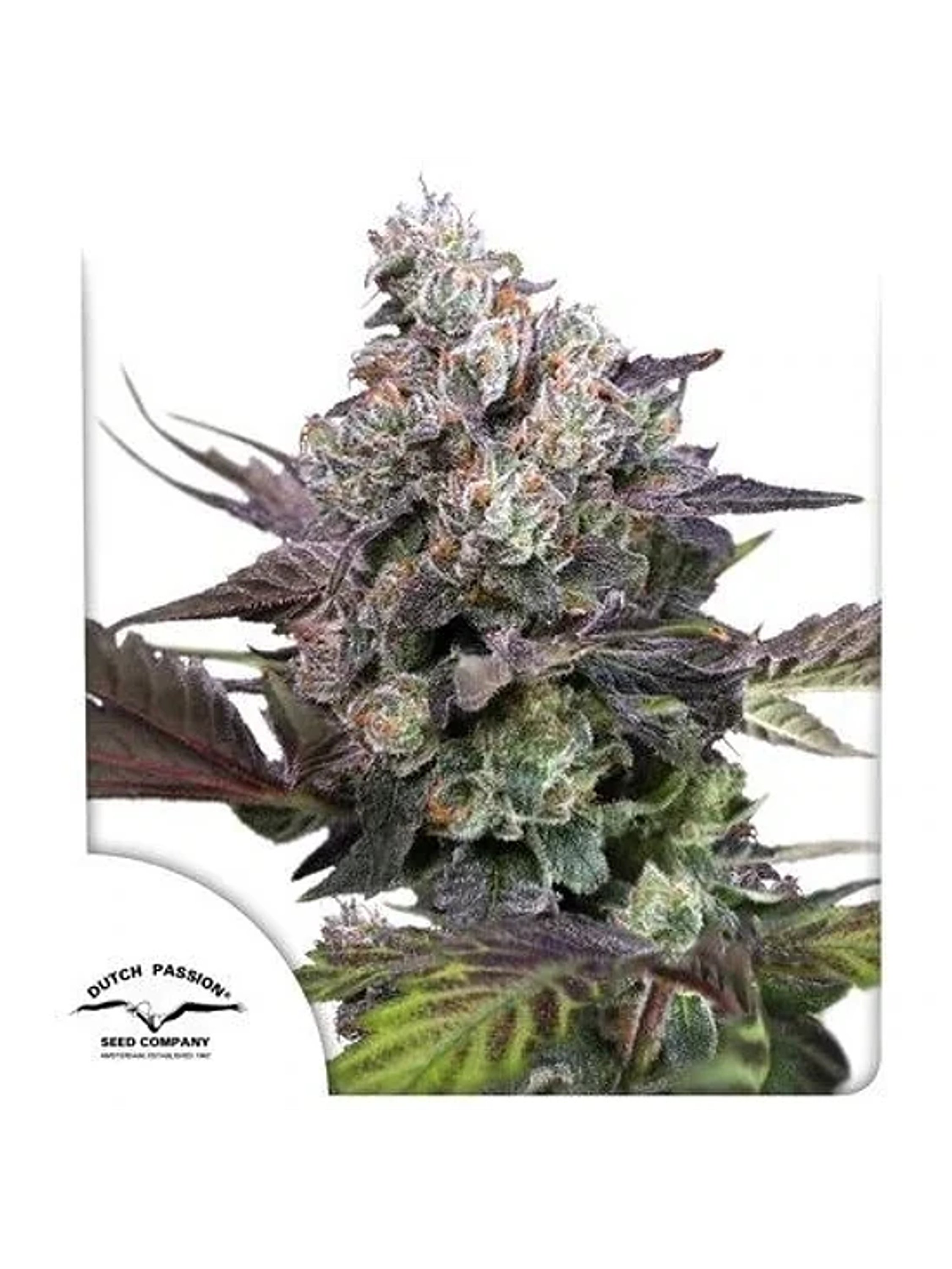 Candy Bubatz Xl Fem -Dutch Passion (X3/X3+1) 2