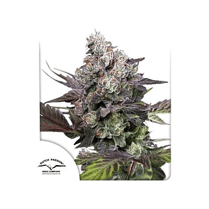 Candy Bubatz Xl Fem -Dutch Passion (X3/X3+1)