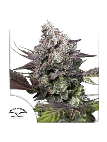 Candy Bubatz Xl Fem -Dutch Passion (X3/X3+1) 2