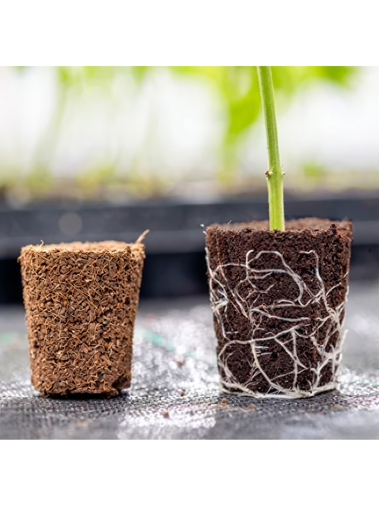 ROOT PLUG COCO/TURBA 77U - CANNA 4