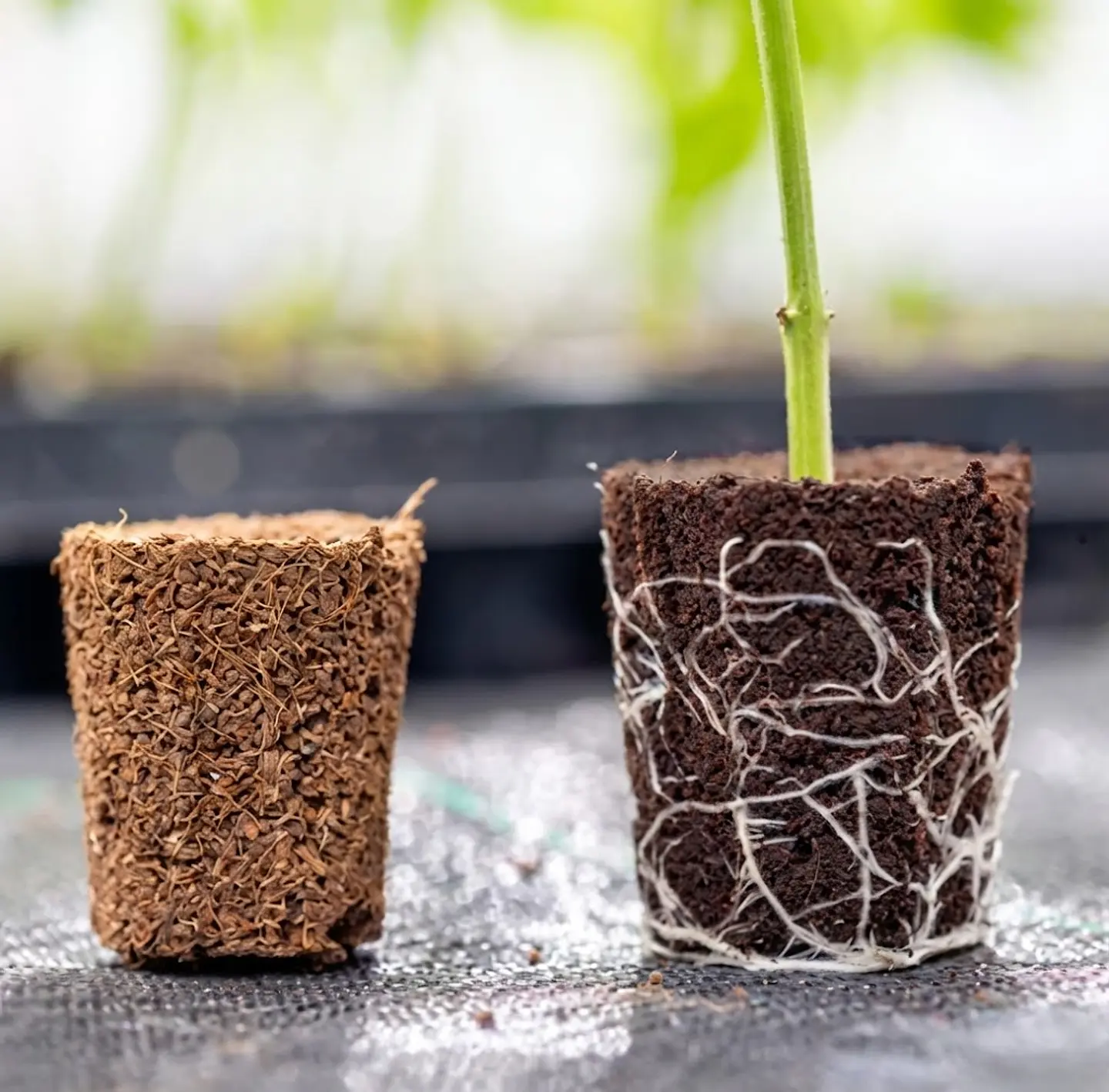 Root Plug Coco/Turba 77U (Bandeja / Box 10 Bandejas) -Canna 4