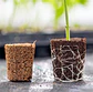 ROOT PLUG COCO/TURBA 77U - CANNA - Miniatura 4