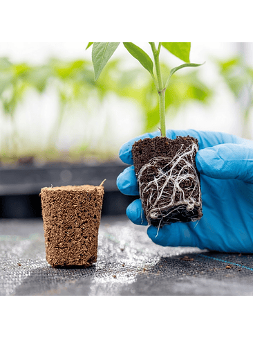 ROOT PLUG COCO/TURBA 77U - CANNA 2