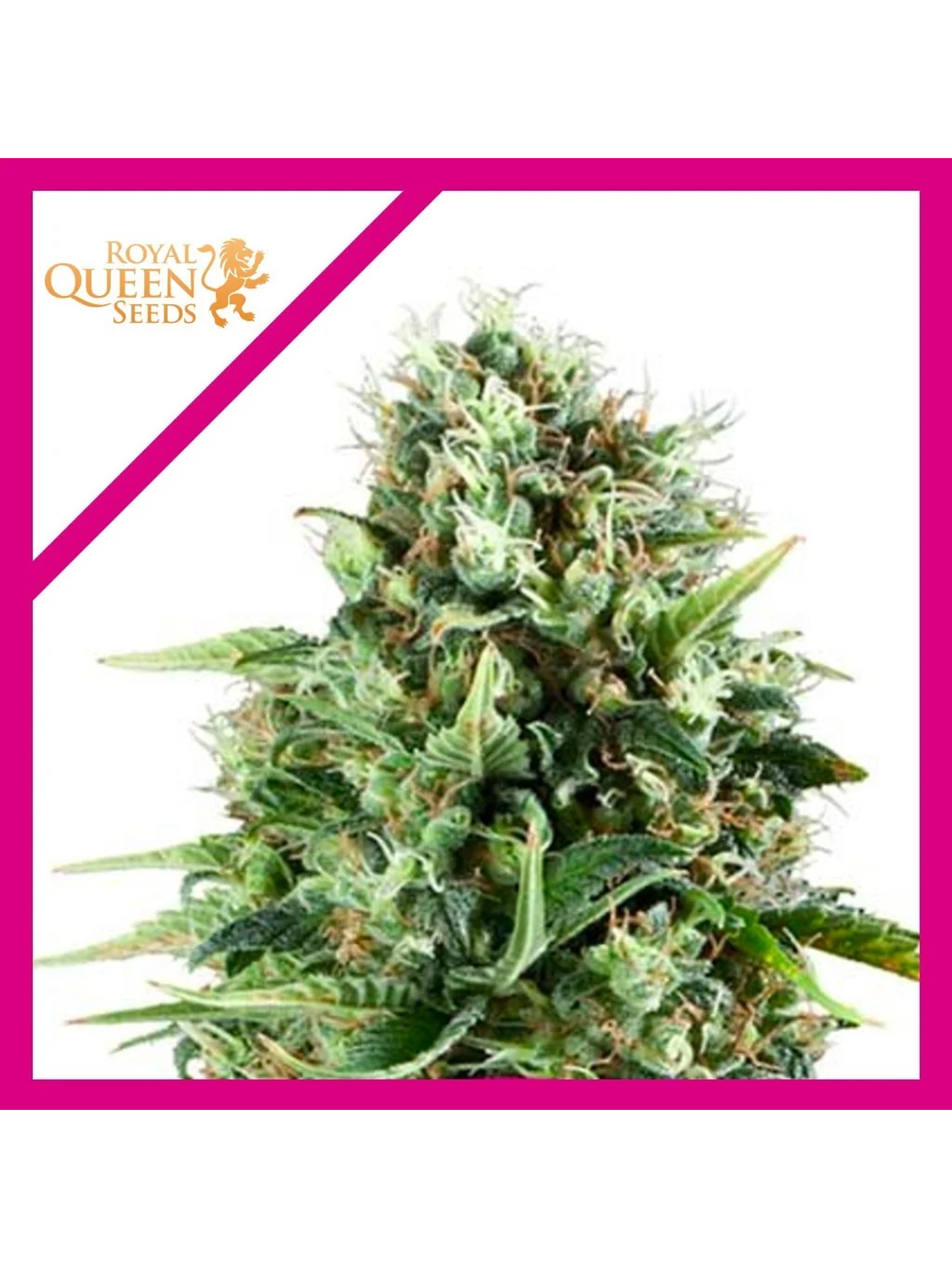 Royal Ak Fem -Royal Queen Seeds (X3/X1) 2
