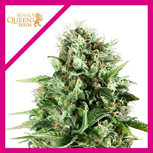 Royal Ak Fem -Royal Queen Seeds (X3/X1)