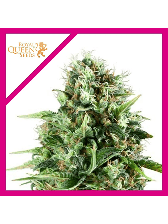 Royal Ak Fem -Royal Queen Seeds (X3/X1) 2
