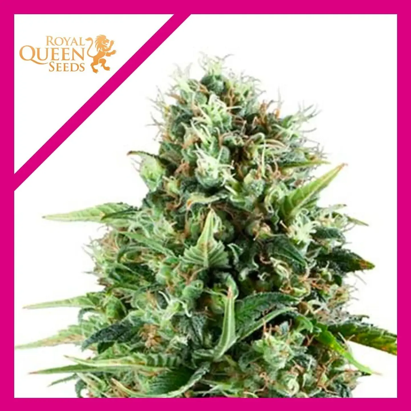 Royal Ak Fem -Royal Queen Seeds (X3/X1) 2
