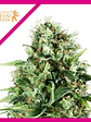 Royal Ak Fem -Royal Queen Seeds (X3/X1) - Miniatura 2