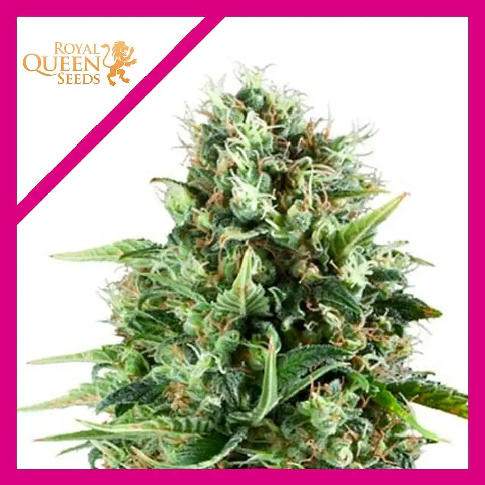 Royal Ak Fem -Royal Queen Seeds (X3/X1) 2