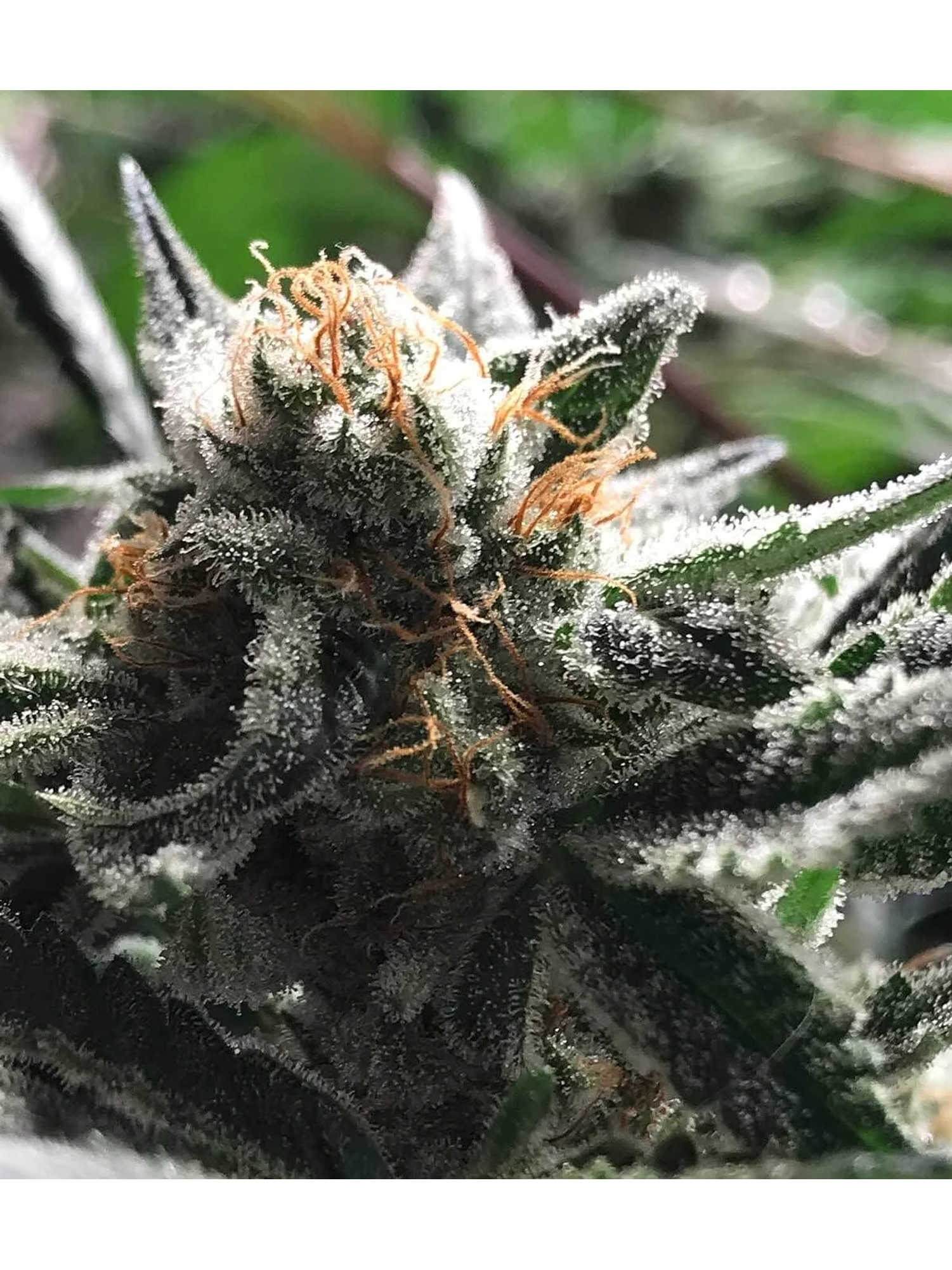 Condor Auto -Rkiem Seeds (X5/X3) 2