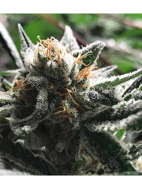 Condor Auto -Rkiem Seeds (X5/X3) 2