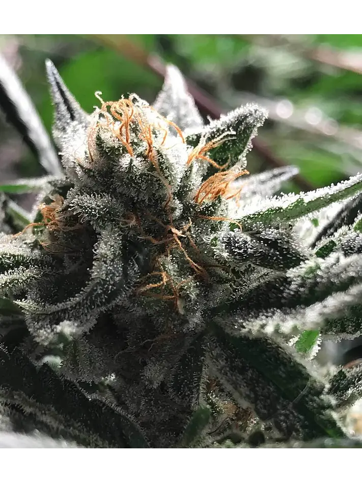 Condor Auto -Rkiem Seeds (X5/X3) 2