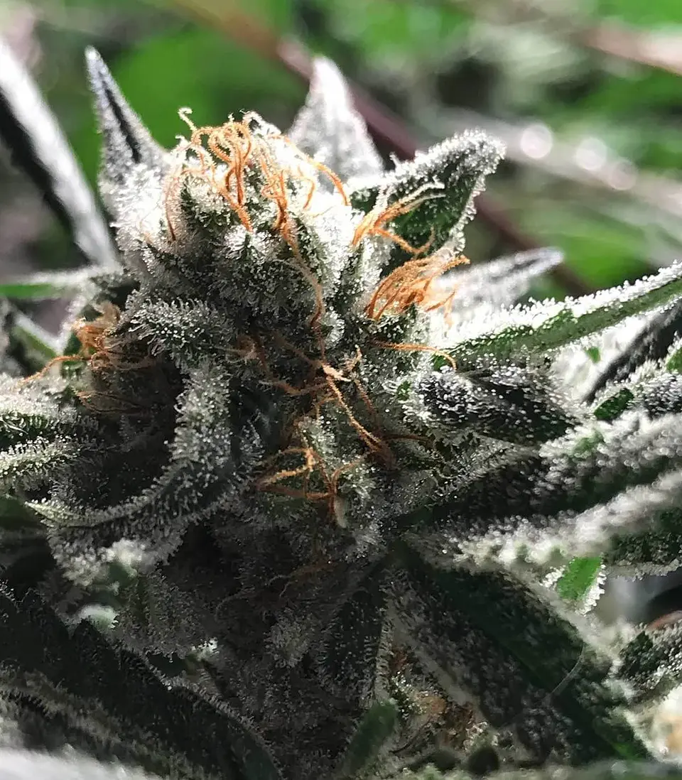 Condor Auto -Rkiem Seeds (X5/X3) 2