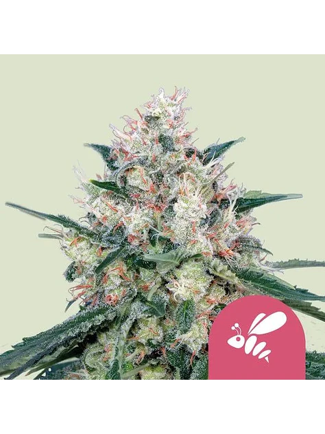 Honey Cream Fast Fem -Royal Queen (X10/X1/X100) 3