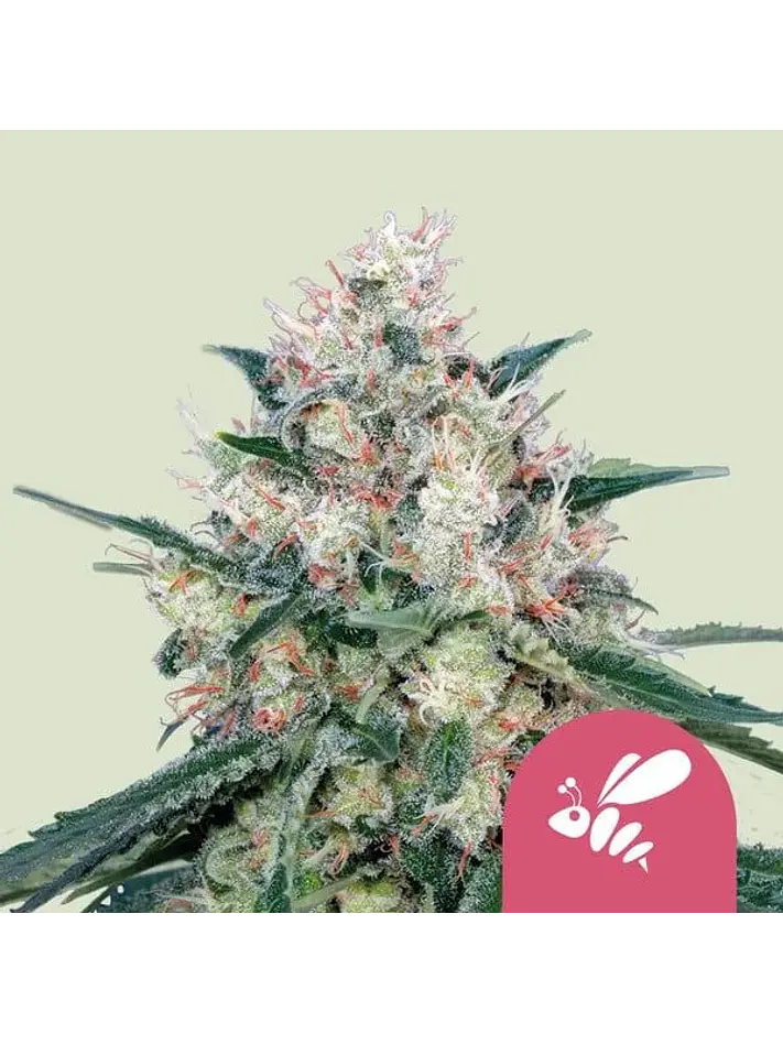 Honey Cream Fast Fem -Royal Queen (X10/X1/X100) 3