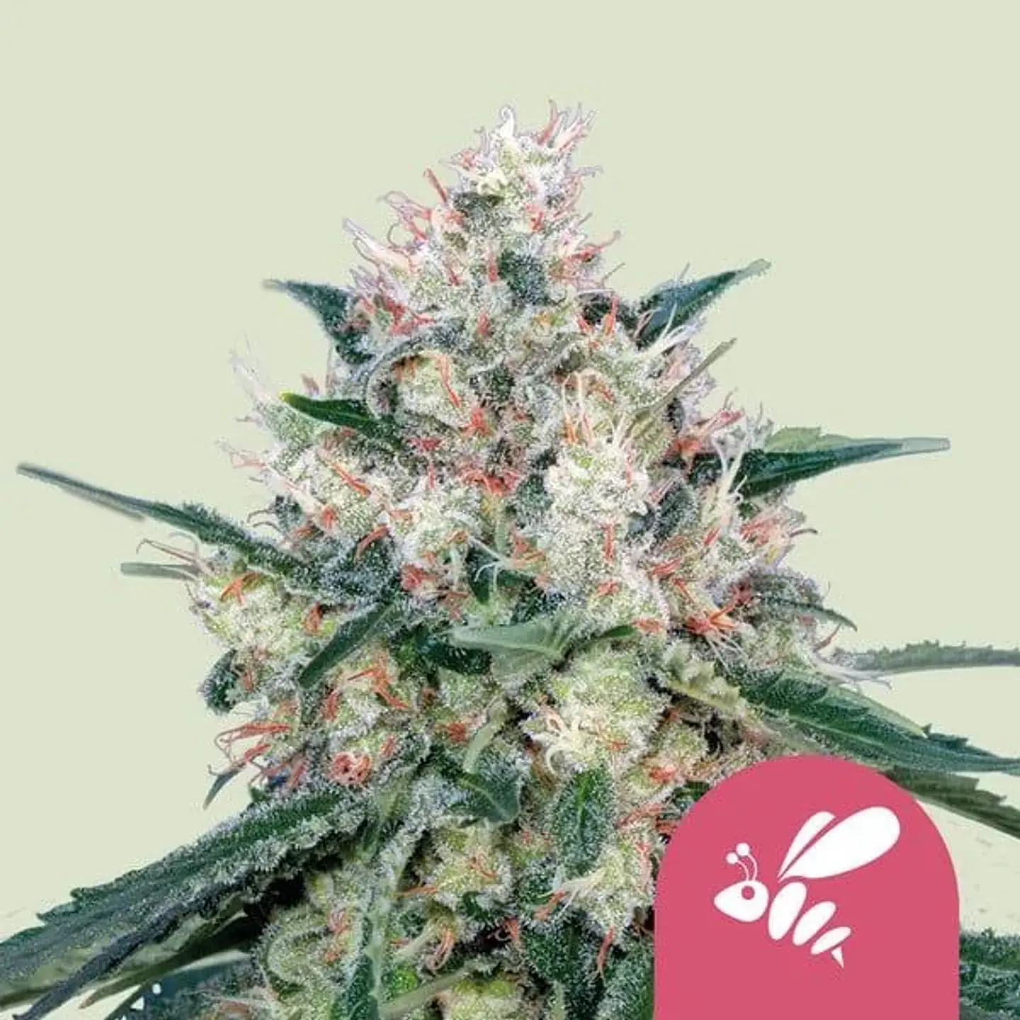 Honey Cream Fast Fem -Royal Queen (X10/X1/X100) 3