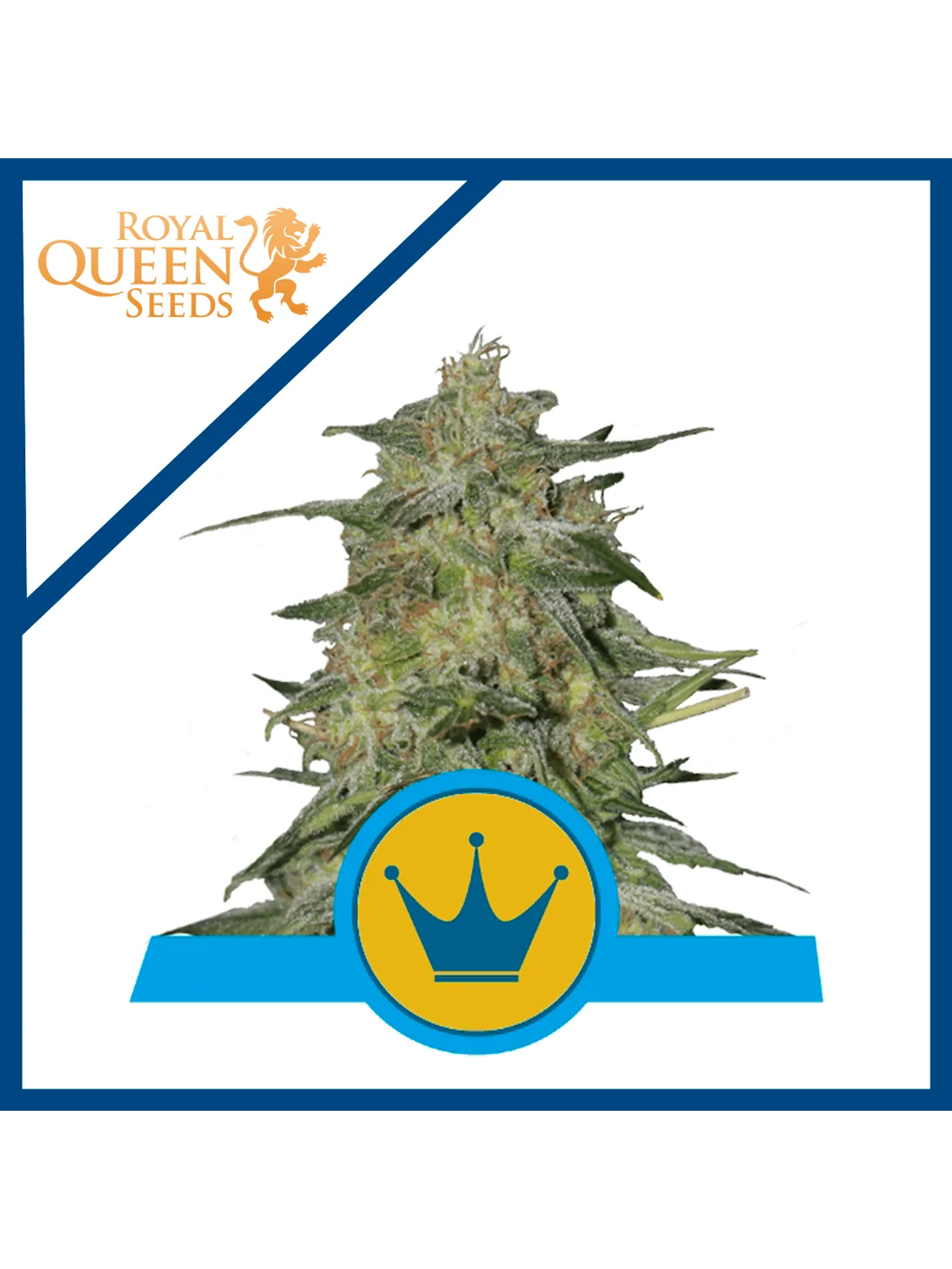 Royal Highness Cbd Fem -Royal Queen Seeds (X3/X1) 1