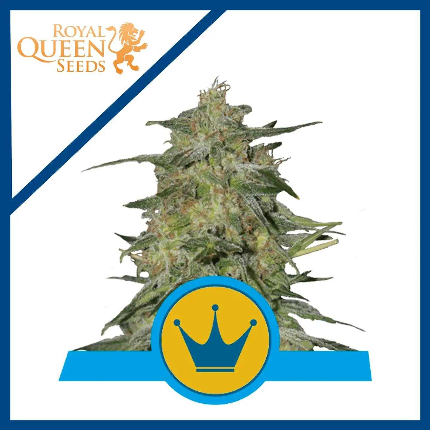 Royal Highness Cbd Fem -Royal Queen Seeds (X3/X1) 1