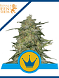 Royal Highness Cbd Fem -Royal Queen Seeds (X3/X1) - Miniatura 1