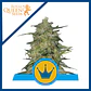 Royal Highness Cbd Fem -Royal Queen Seeds (X3/X1) - Miniatura 1