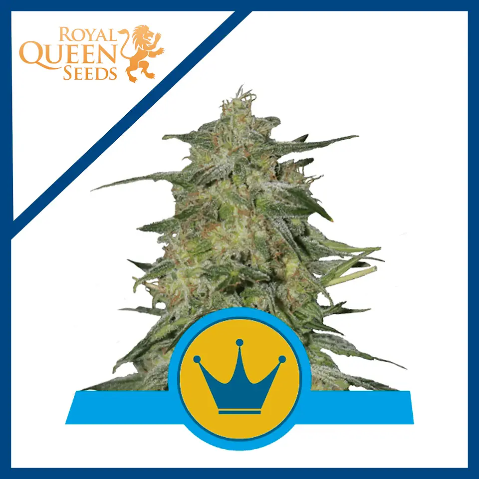 Royal Highness Cbd Fem -Royal Queen Seeds (X3/X1) 1