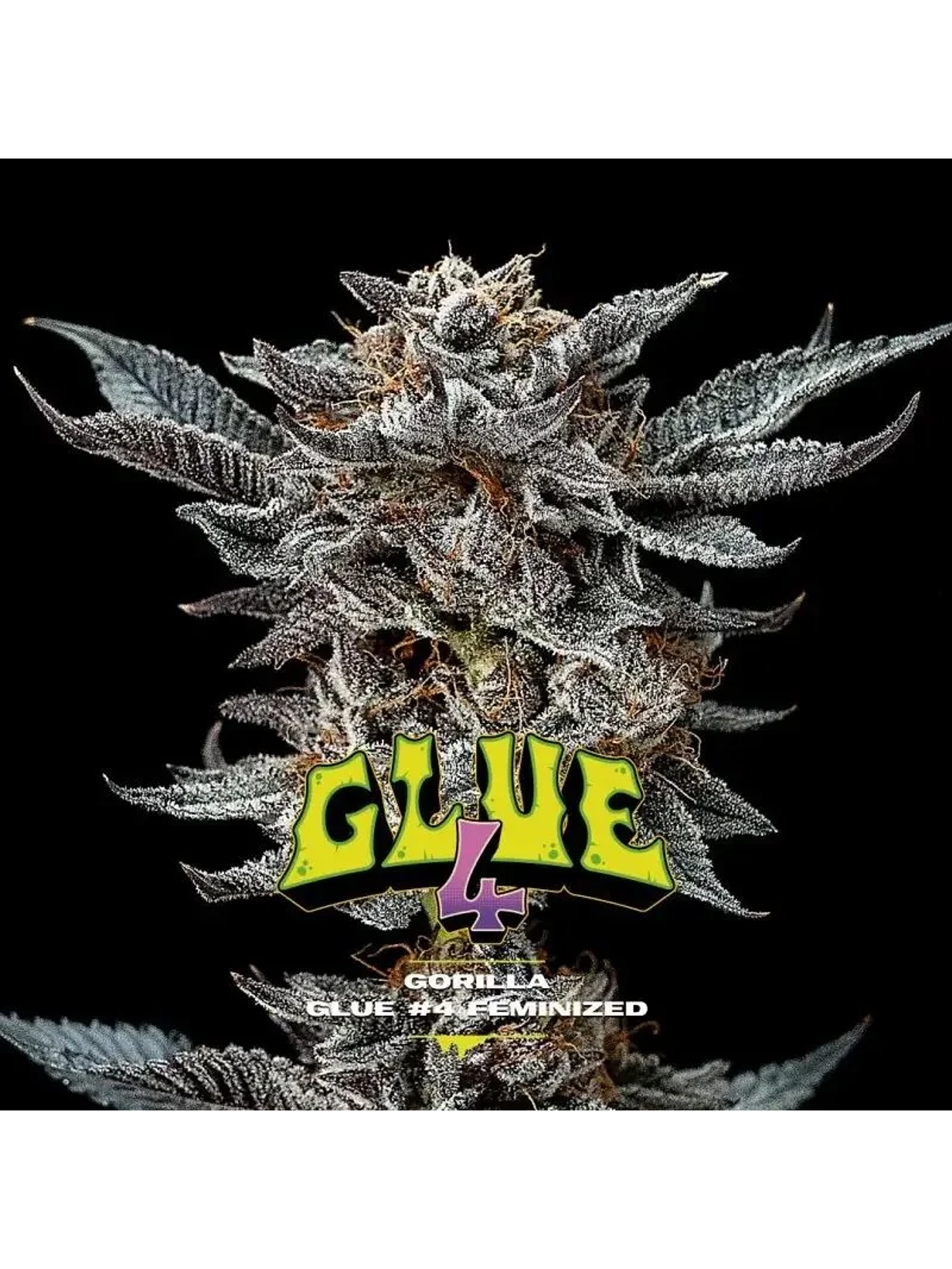 Gorilla Glue N°4 Fem -Bsf (X100/X12/X7/X4/X2) 7