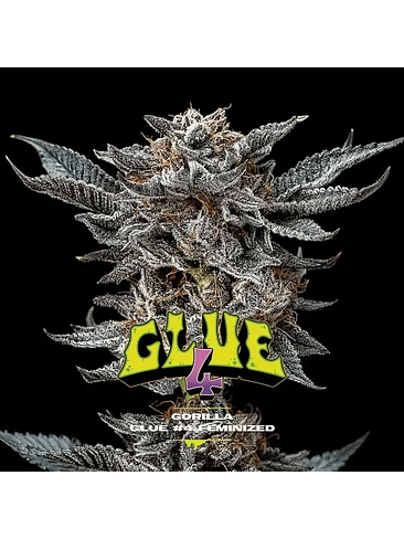 Gorilla Glue N°4 Fem -Bsf (X100/X12/X7/X4/X2) 7