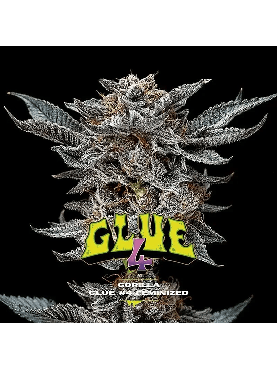 Gorilla Glue N°4 Fem -Bsf (X100/X12/X7/X4/X2) 7
