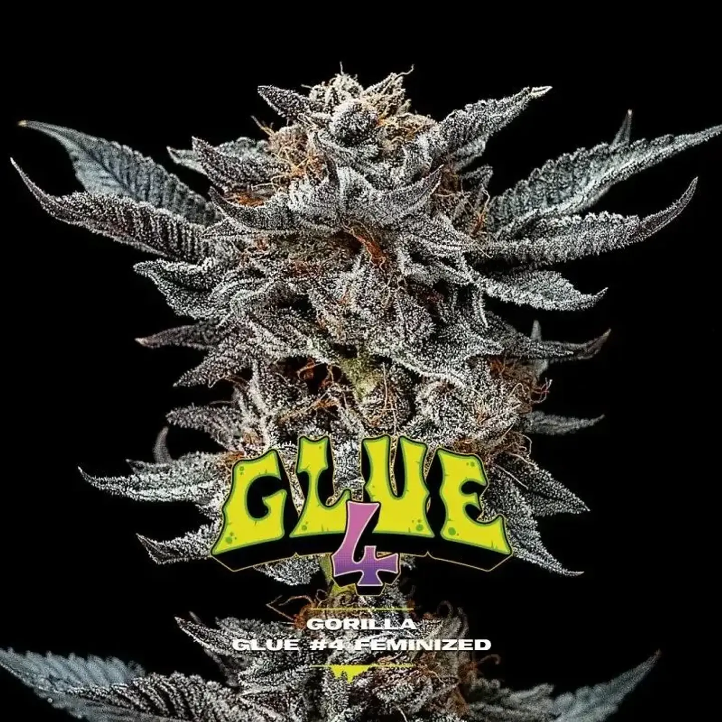 Gorilla Glue N°4 Fem -Bsf (X100/X12/X7/X4/X2) 7