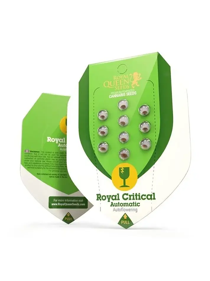 Royal Critical Auto -Royal Queen Seeds (X100/X10/X3/X1) 5