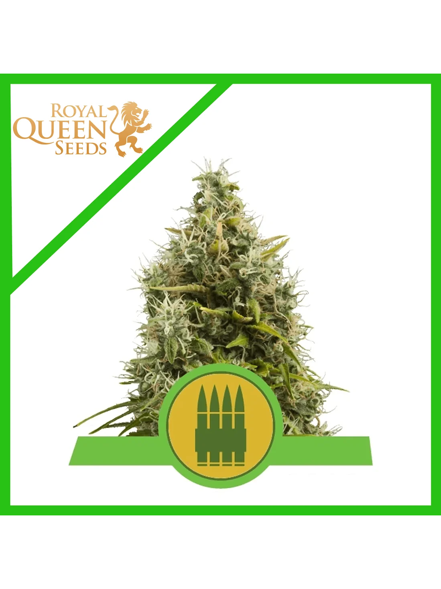 Royal Ak Auto -Royal Queen (X100X10/X3/X1) 2