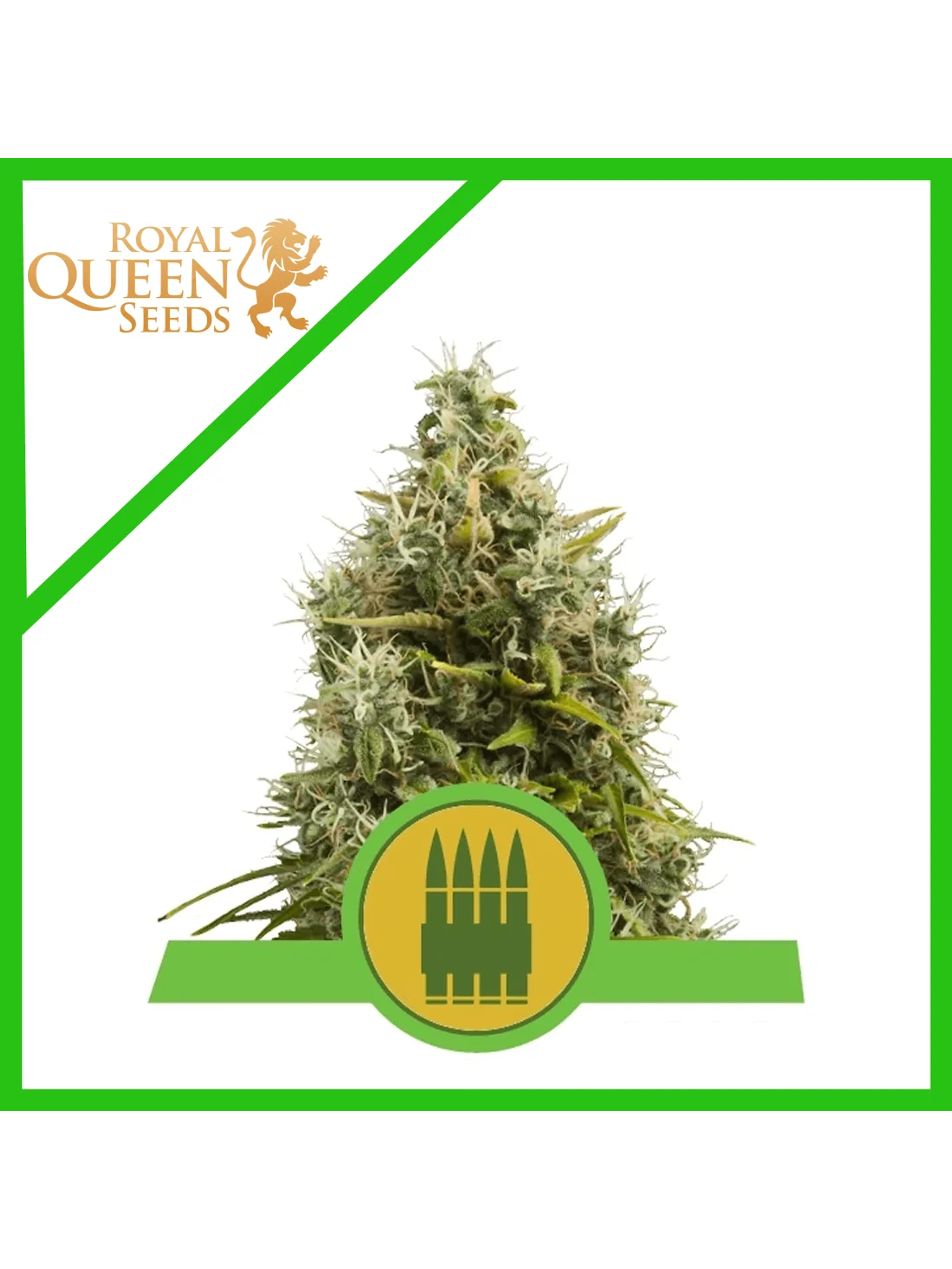 Royal Ak Auto -Royal Queen (X100X10/X3/X1) 2